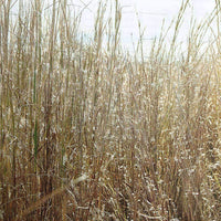 Indiangrass Native Grass Seed