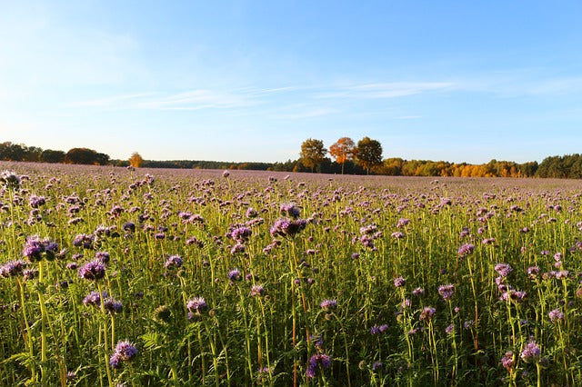 Phacelia Wildflower Seed - Coated