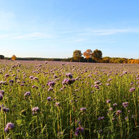 Phacelia Wildflower Seed - Coated