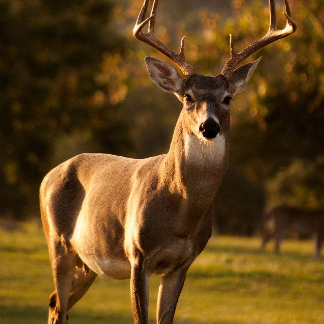 Hancock's Buckshot Fall Food Plot Seed Mix
