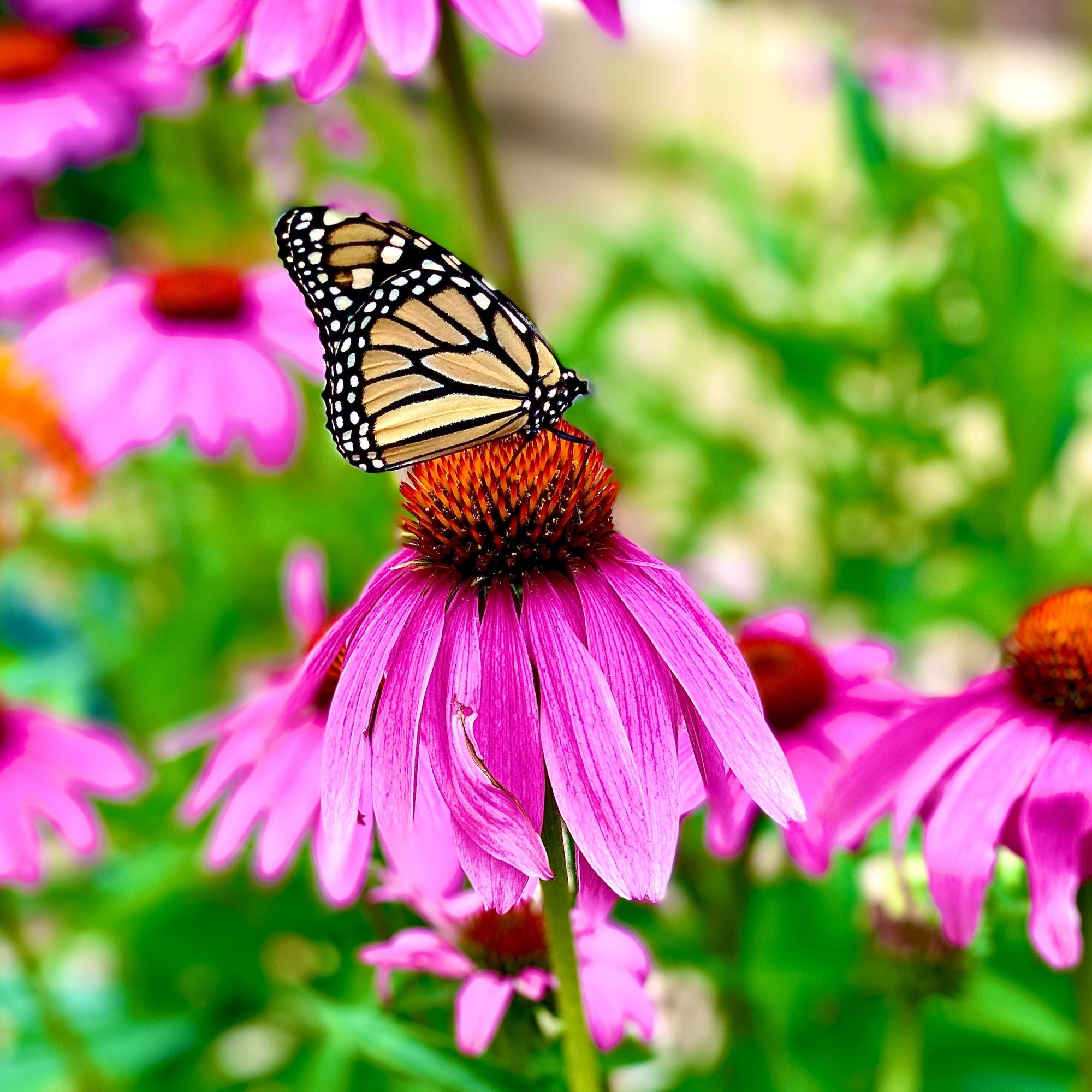 american seed bird and butterfly wildflower blend Beautiful Bird & Butterfly Wildflower Seed Mix