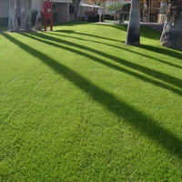 NuSprint 'Turf Type' Annual Ryegrass Seed