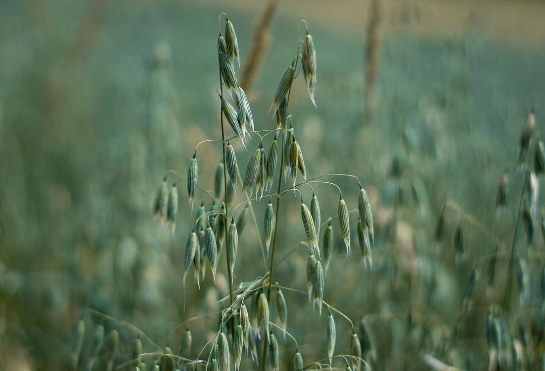 Naked Oats Seed