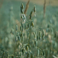 Naked Oats Seed