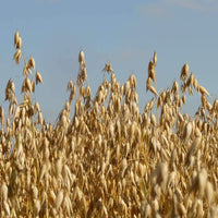 Florida 501 Oat Seed