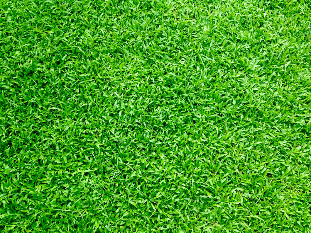 Carpetgrass Seed Lawn Grass, Moist Soil Hancock Seed