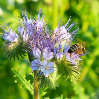 Phacelia Wildflower Seed - Coated