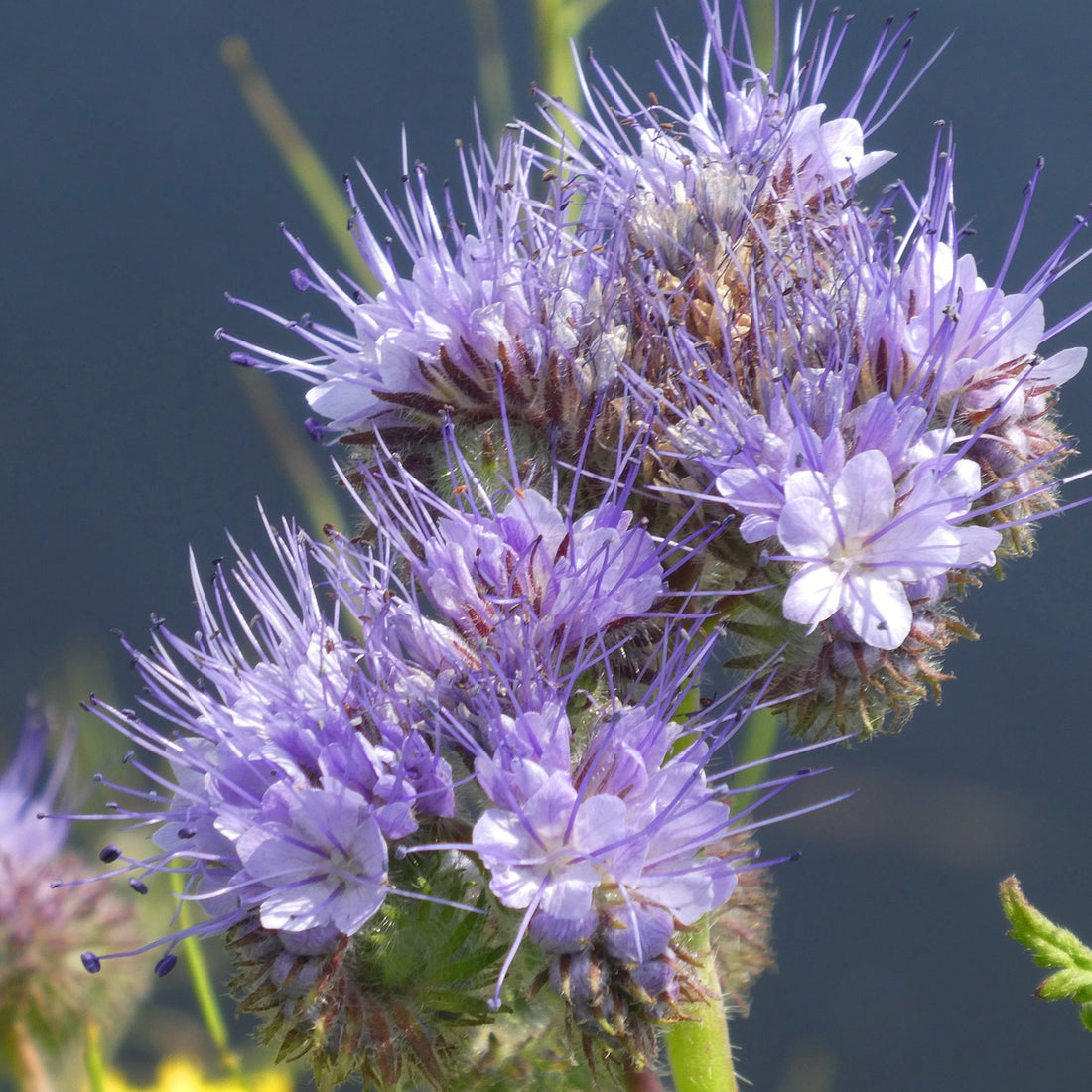 Phacelia Wildflower Seed - Coated