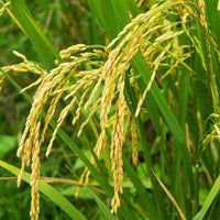 Rice Seed - Certified