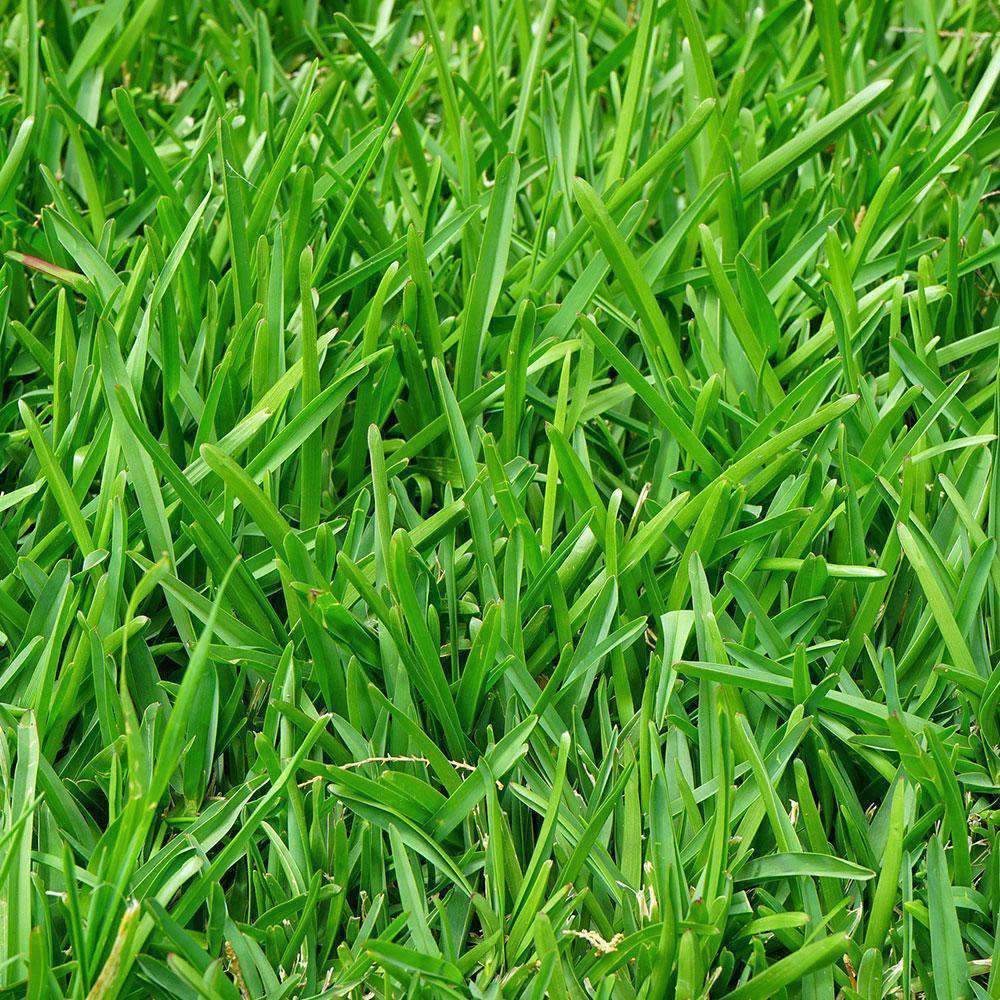 Hancock's Pasture Ryegrass Seed