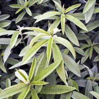 Hancock's Sunn Hemp Seed - Raw