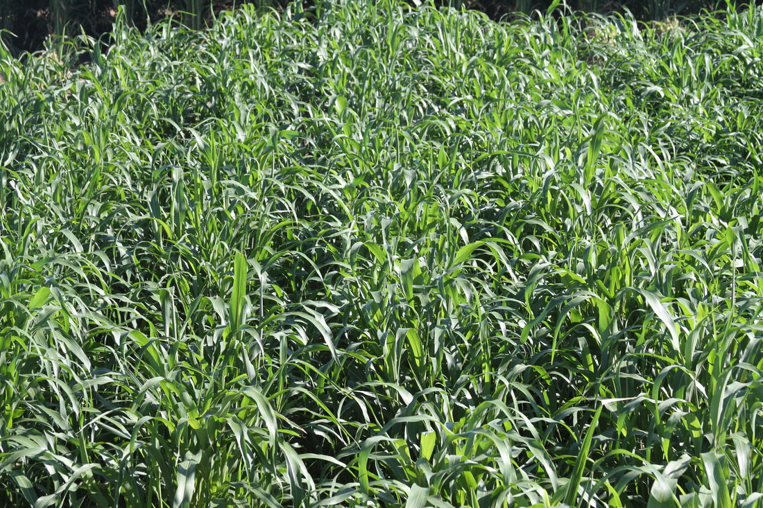 Sweet Six BMR Sorghum-Sudangrass Seed
