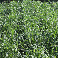 Sweet Six BMR Sorghum-Sudangrass Seed