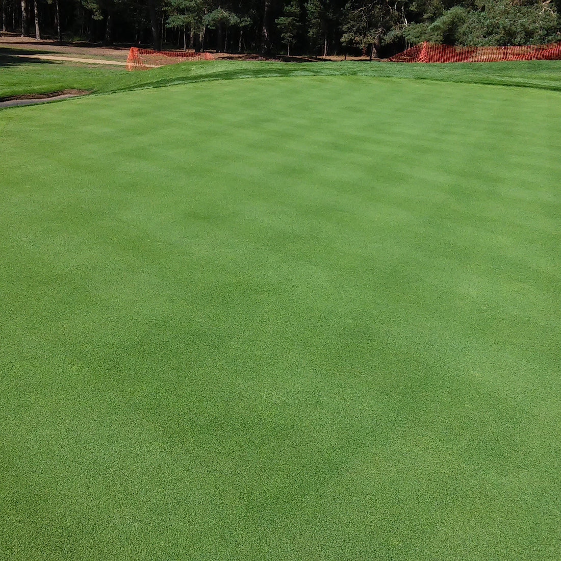 creeping bentgrass herbicide 007 Creeping Bentgrass Seed – Hancock Seed