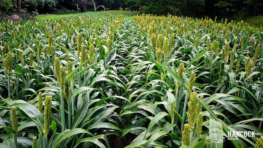 sorghum seed for the garden saskatchewan WGF Sorghum Seed