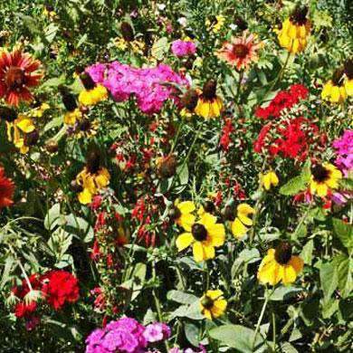 mixed wildflowers seeds Hancock's Southeast Wildflower Seed Mix – Hancock Seed