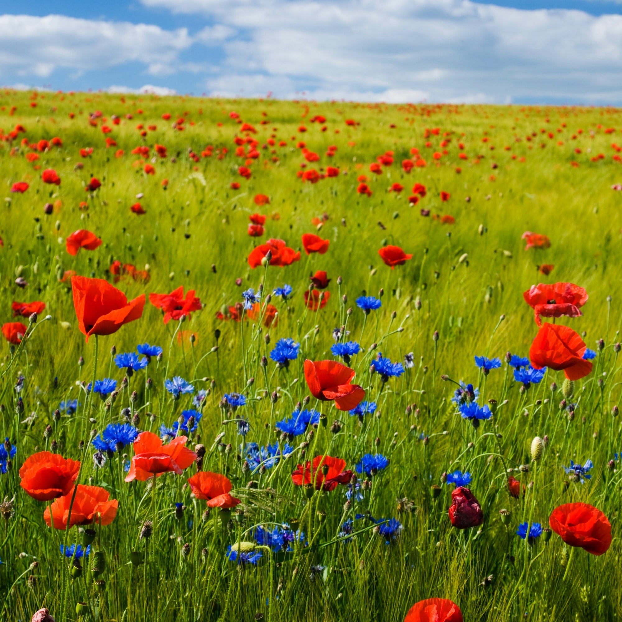 wildflower from seed Patriot's Pride Wildflower Seed Mix – Hancock Seed